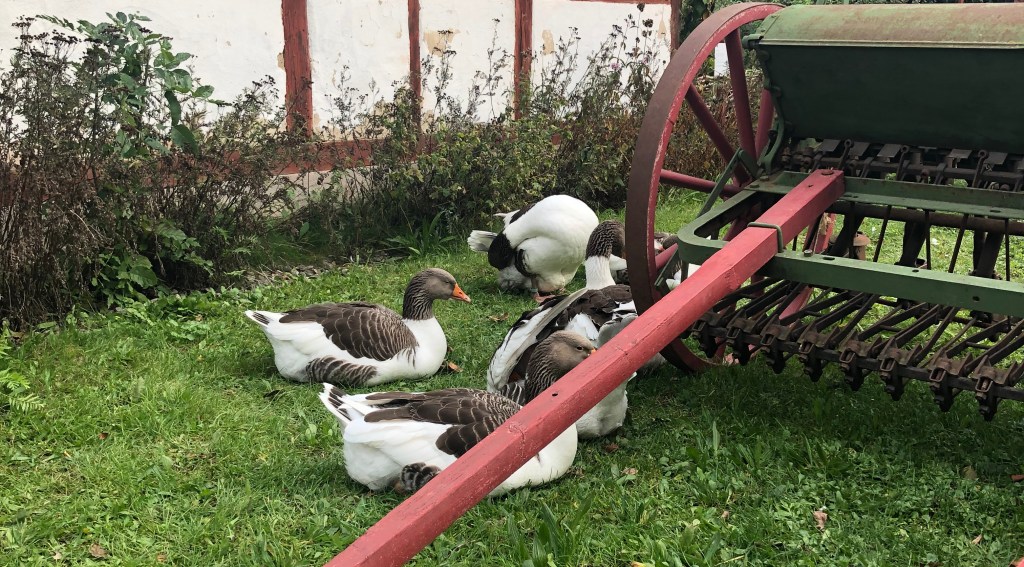 Michaelmas (Autumn Fair)